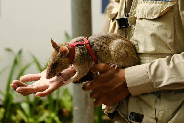 Rat in red harness on a person's hand — representing clients building unconventional connection when conventional relational structures fail