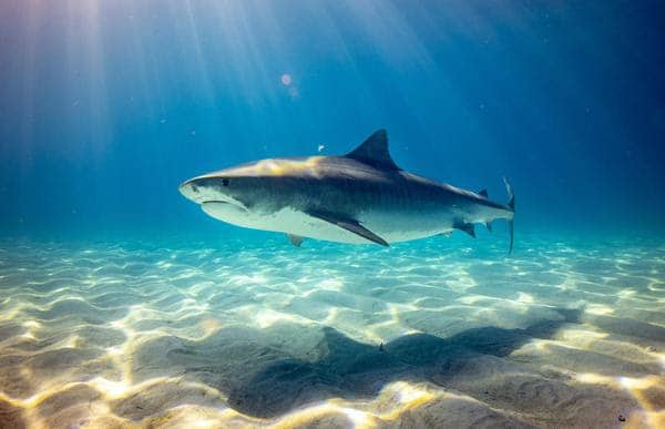 Bull shark swimming in clear water — illustrating the unseen danger in attachment history that surfaces during EMDR processing